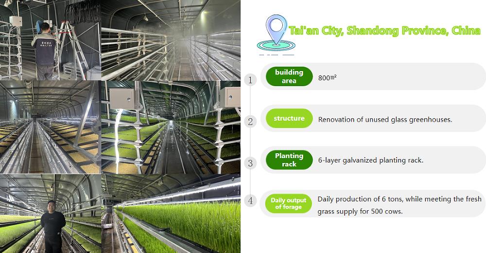 Shandong Tai'an Plant Factory