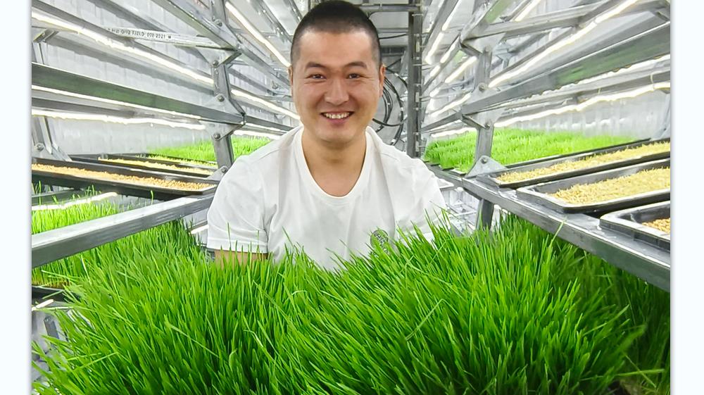 Vertical Hydroponics Shipping Container Farming Fodder System