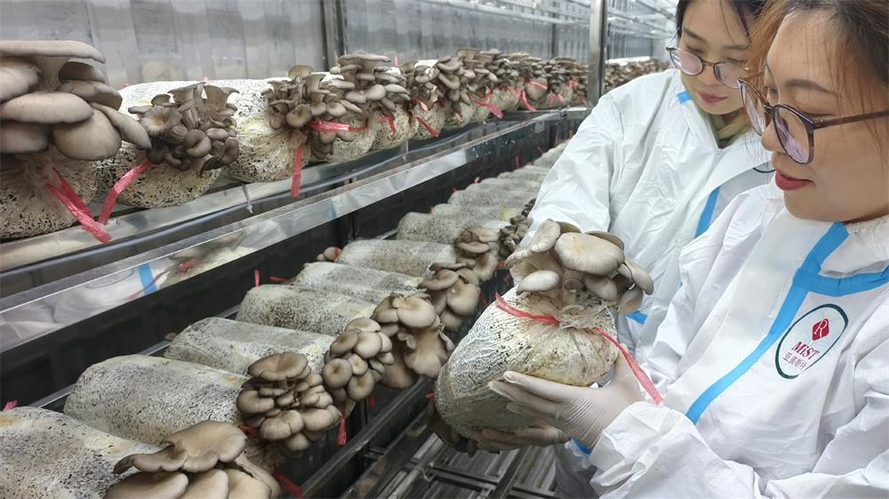 Container type edible mushroom plant factory