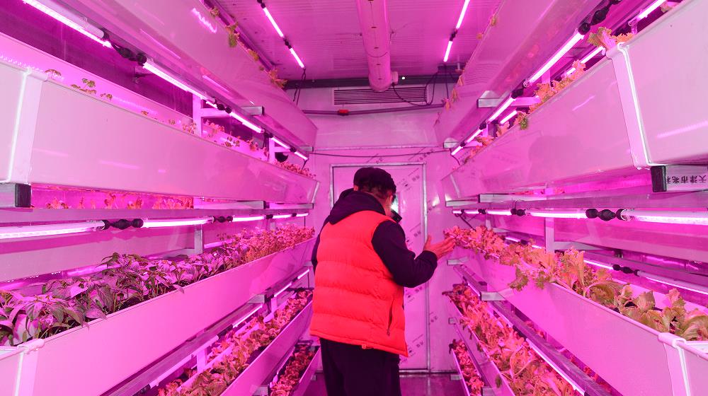 Container type leafy vegetable plant factory